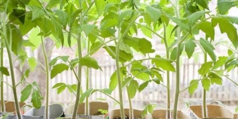 Sadnice paradajza umiru: šta učiniti